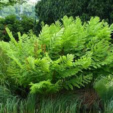 Image result for Osmunda regalis