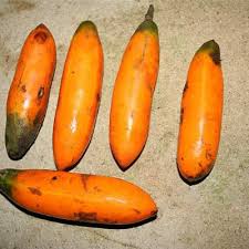 Image result for Cylicomorpha parviflora