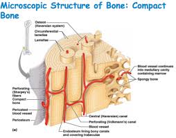 Check spelling or type a new query. Compact Bone Anatomy Anatomy Drawing Diagram