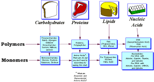 biomolecules my sites