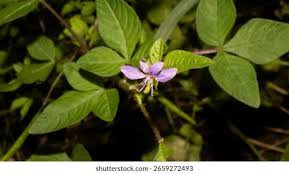 Image result for Cleome rutidosperma