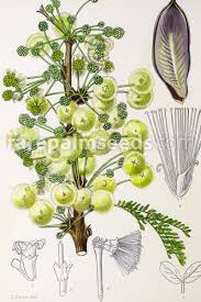 Image result for Acacia exuvialis