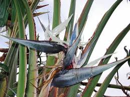 Image result for Strelitzia alba