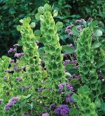Moluccella Laevis Bells Of Ireland Plants Vegetable Garden Design Garden Design