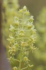 Image result for Resedaceae