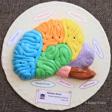 Model Of Human Brain With Fondant Fondant Brain Cake Decoration Halloween Cake Decoration Ideas Structure Of Human Body Projects Human Brain Science Models