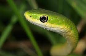 Pin By Becky O Day On Snakes Snake Green Snake Snake Photos
