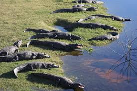 Pantanal Brasileiro