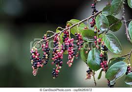 4.2 out of 5 stars. Red Black Fruit Of The Tassel Berry Tree Close Up Of Colorful Red Black And Yellow Fruit Green Leaves And Branches Of The Canstock