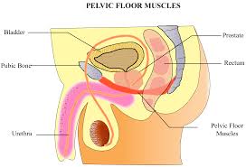 3 enumerate the muscles of true pelvis. Post Surgery Incontinence Fit For Prostate Surgery