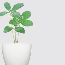森多水耕植研所森多 森林多多 我們希冀在這都市的水泥洪荒裡 注入一些自然的元素 水耕植物 獨樹一格創造全新的植栽型態 不需土壤