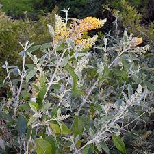 Image result for Buddleja madagascariensis