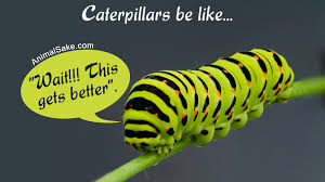 The browntail caterpillar is not a picky eater, chewing on leaves from a variety of trees and shrubs. A Truly Helpful Caterpillar Identification Chart Animal Sake