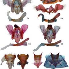 The kanji is a combination of spring and man/male. Pdf New Record Of Agrisius Walker Lepidoptera Erebidae Arctiinae From Cambodia With Description Of A New Species