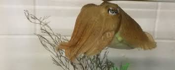 Maybe you would like to learn more about one of these? Squid News Articles The Scientist Magazine