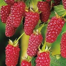 Mure Buckingham Tayberry Rubus Tayberry Culture De Framboises Arbre Fruitier Petit Fruit Rouge