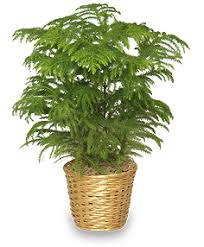 Place small norfolk island pines on tabletops, mantels, and desks. Caring For A Six Trunk Norfolk Island Pine