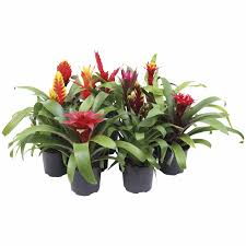 Check spelling or type a new query. Enrich With Nature Indoor Bromeliad Selection Indoor Flower Mitre 10