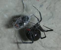 Finding a spider in your house is actually a good thing. Image Result For Spider Eating A Fly Spider Eating Spider Spider Guide
