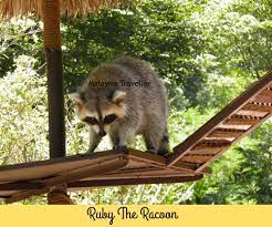 Not to be thought of lightly this petting zoo isn't only for kids, it has over 50 species of animals for you to learn all about and interact with. Lost World Of Tambun