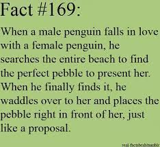 Personalize it with photos & text or purchase as is! Soulmate Quotes Penguin Proposals Soulmate Soulmate Q Flickr