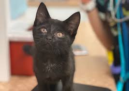 Family pet animal hospital and our veterinarians are deeply committed to delivering outstanding veterinary care for your pet and exceptional service for you. Turkeyfoot Family Pet Center Akron Veterinary Hospital