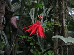 Image result for Passiflora vitifolia