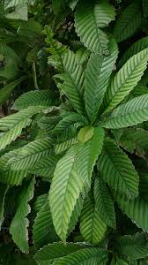 Image result for Tetracera