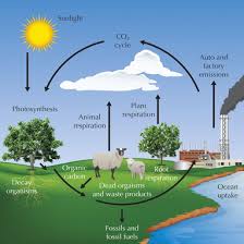 Carbon cycle showing the movement of carbon between land, atmosphere, and oceans in billions of tons (gigatons) per year. Explain The Carbon Cycle With The Help Of A Labelled Diagram Owlgen