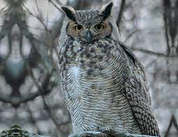 Great Horned Owl Life Expectancy