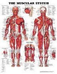 Maybe you would like to learn more about one of these? Anatomical Chart The Muscular System Laminated Anatomical Chart Com Amazon Co Uk Books