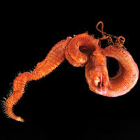 Check spelling or type a new query. Describing The Hidden Species Diversity Of Chaetozone Annelida Cirratulidae In The Norwegian Sea Using Morphological And Molecular Diagnostics