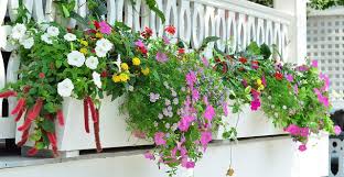 Maybe you would like to learn more about one of these? Flowering Window Box Ideas That Work For Sunny Gardens