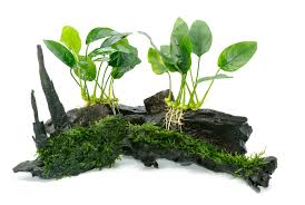 Plants are absolutely necessary in a betta fish aquarium. Choosing Plants For Your Betta Tank