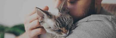 Maybe you would like to learn more about one of these? Vet Providers Find Compare Pet Care Professionals