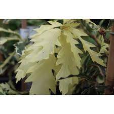 A true gem of the plant world this is a small tree with exceptionally pretty, cream variegated foliage from spring until autumn. Variegated Turkey Oak Quercus Cerris Argenteovariegata