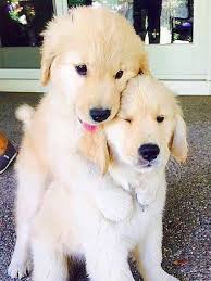 Shannonleannee Cute Dogs Cute Animals Retriever Puppy Also have a look at our pictures of pets and cats. cute dogs cute animals retriever puppy