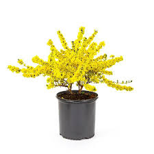 2 25 Gallon Yellow Forsythia Flowering Shrub In Bare Root L3184 Lowes Com In 2020 Flowering Shrubs Shrubs Flower Hedge