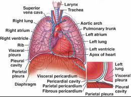 Heart attack causes a sudden pain of various intensity behind the breastbone or slightly to the left. Heart Lung Diaphragm And Ribs Location