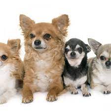 Tipos De Chihuahua Nombres Caracteristicas E Imagenes