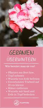 Geranien Uberwintern Vorbereitungen Bevor Die Geranien In Ihr Winterquartier Umziehen Mussen Sie Entsprechend Vorber Geranien Uberwintern Geranien Pflanzen