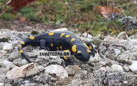 We did not find results for: Mia Salamandra Sto Palaioxwri Kalampakas Tameteora Gr