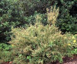 Image result for Cayratia gracilis