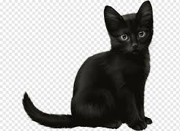 Kedi Cava Kedisi Oriental Shorthair Korat Kedi Yavrusu Havana Brown Kara Kedi Alman Rex Asya Kara Kedi Bombay Png Pngwing