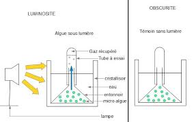 photosynthese experience photosynthese tube a essai algues