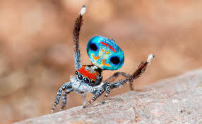 peacock spider 9 maratus amabilis jumping spider spider spider species