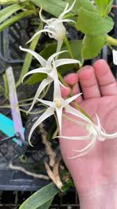 Image result for Cyrtorchis