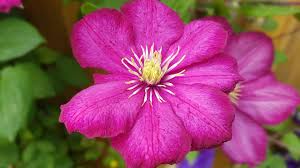 Diese müssen sie im spätherbst schneiden. Clematis Pflanzen Pflegen Und Dungen Ndr De Ratgeber Garten Zierpflanzen