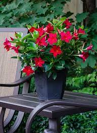 Rio Dipladenias In The Greenhouse Container Flowers Full Sun Container Plants Container Plants