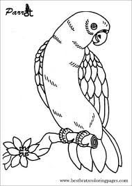 By best coloring pages august 12th 2013. Parrot Coloring Pages Coloringbay
